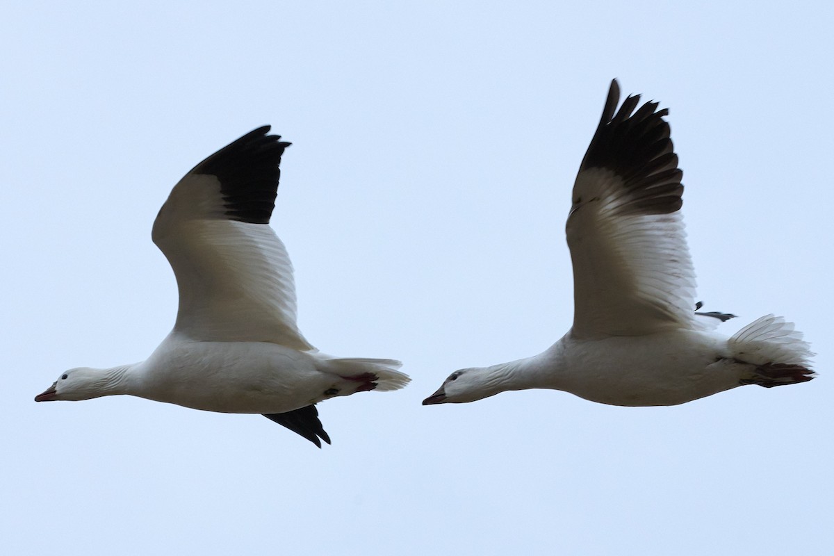 Ross's Goose - ML646884017