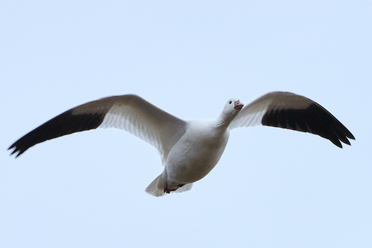 Ross's Goose - ML646884018