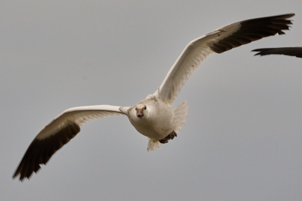 Ross's Goose - ML646884019