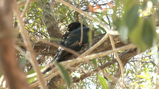 Pacific Koel (Australian) - ML646884020