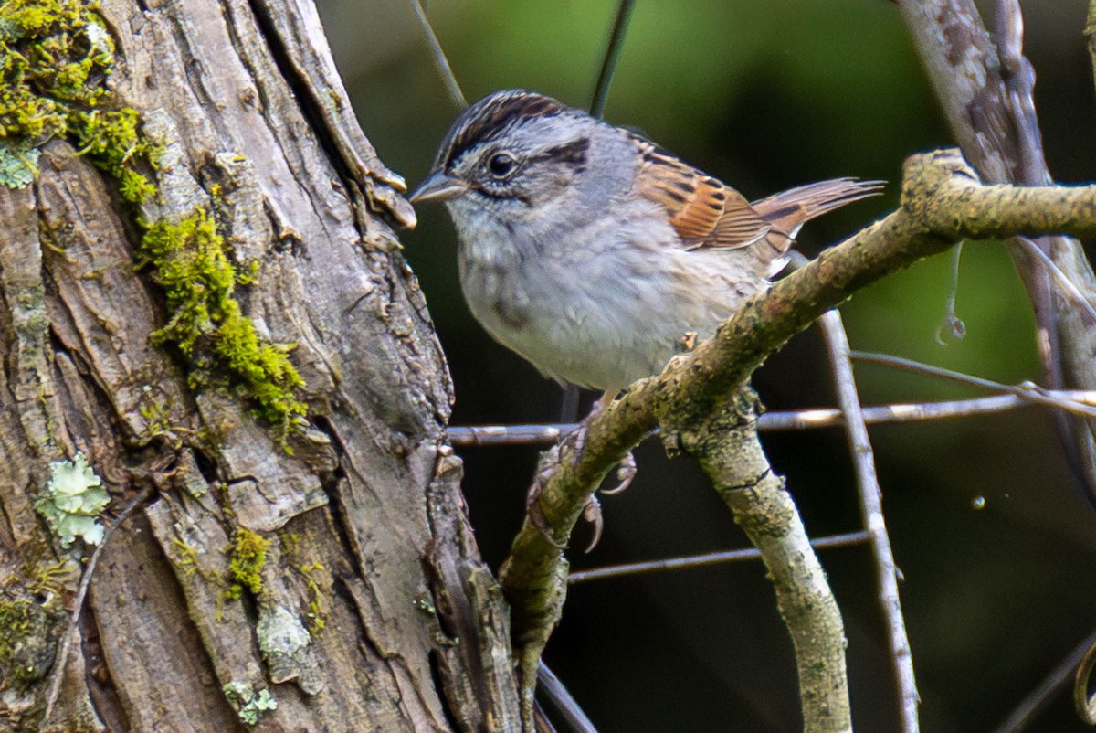 Swamp Sparrow - ML646884021