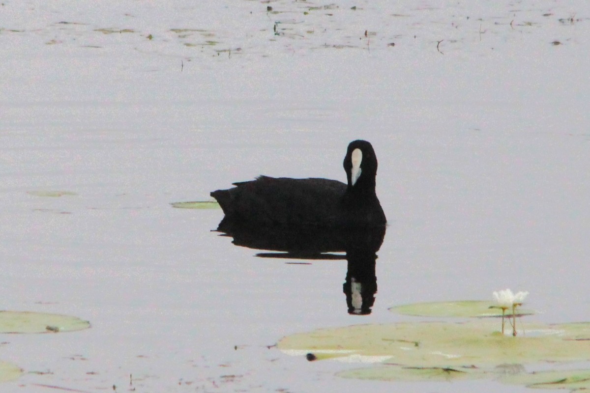 Eurasian Coot - ML646884022