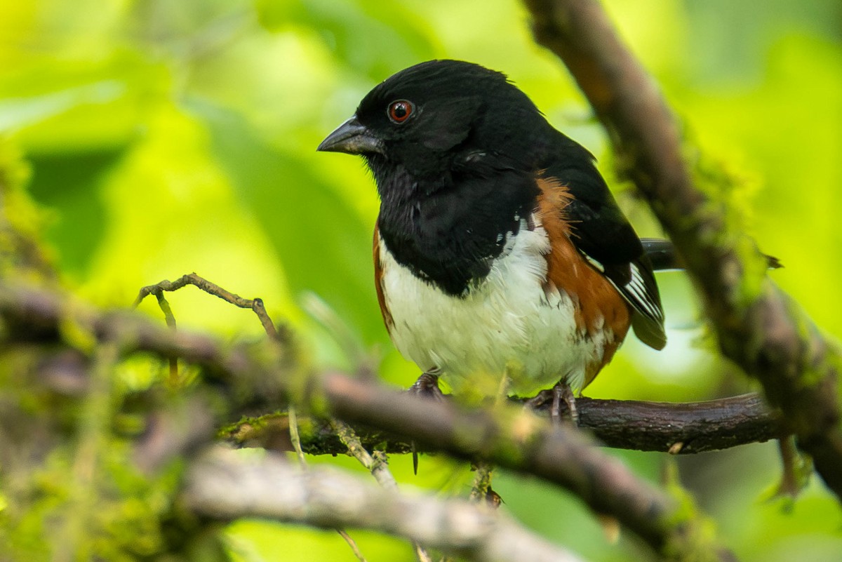 pipilo rudooký - ML646884023