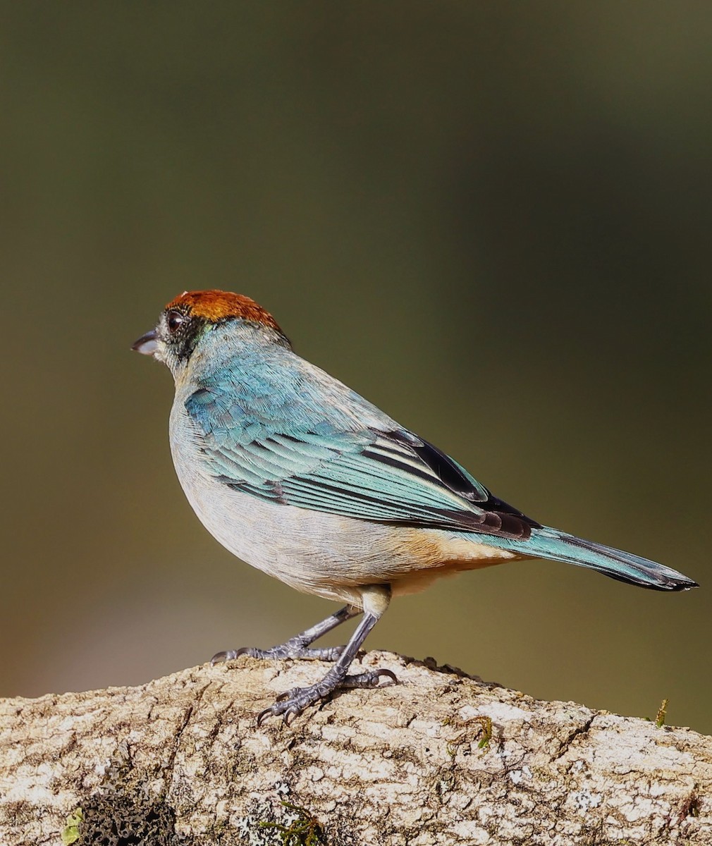 Scrub Tanager - ML646884024