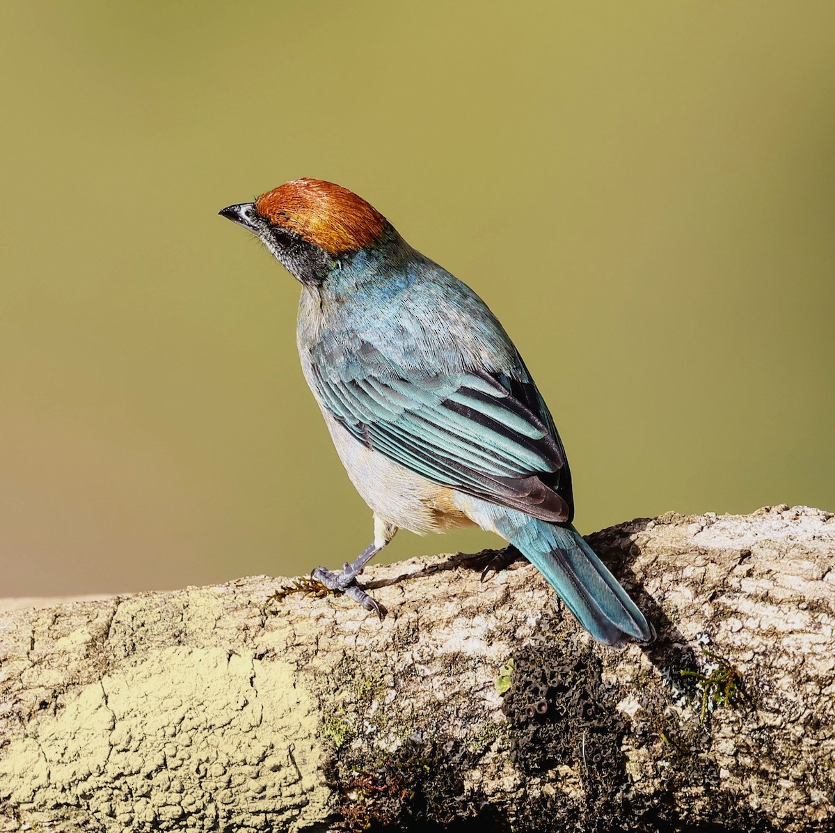 Scrub Tanager - ML646884025