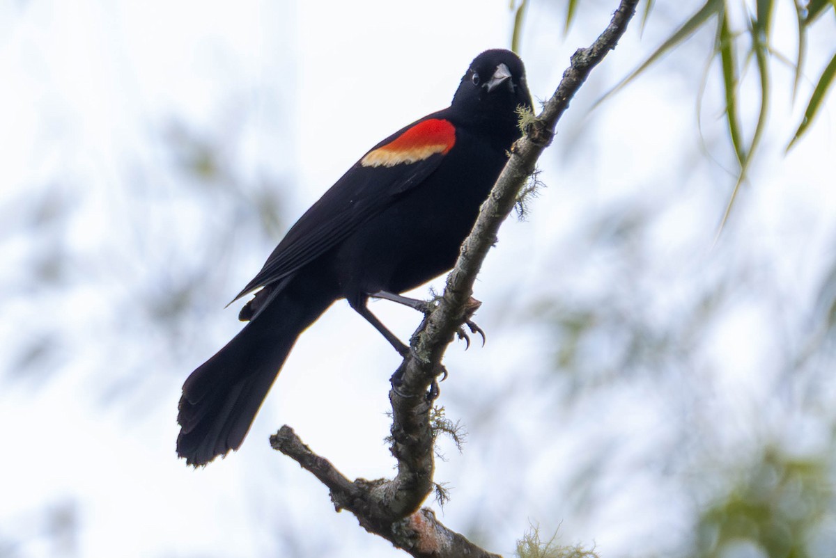 vlhovec červenokřídlý - ML646884026