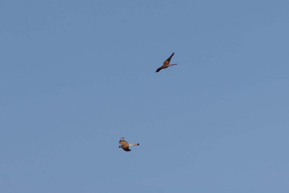 Nankeen Kestrel - ML646884027