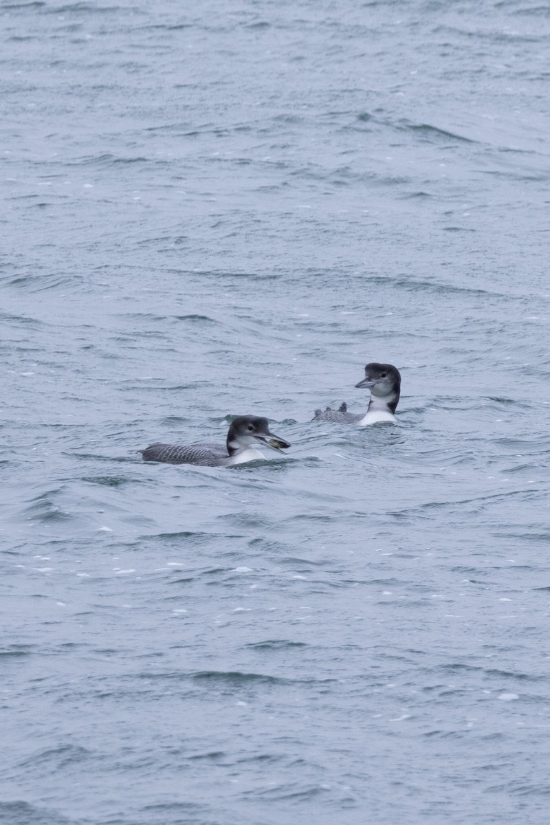 Common Loon - ML646884028