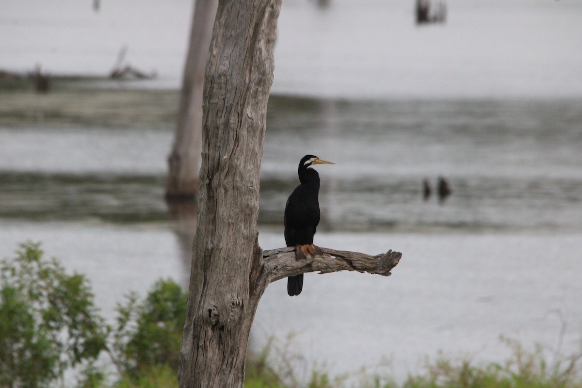 Australasian Darter - ML646884029