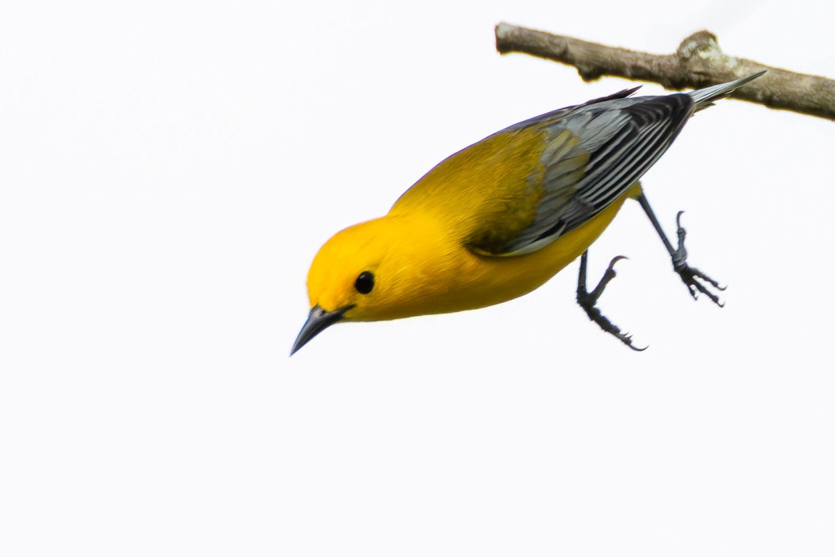 lesňáček zlatý - ML646884030