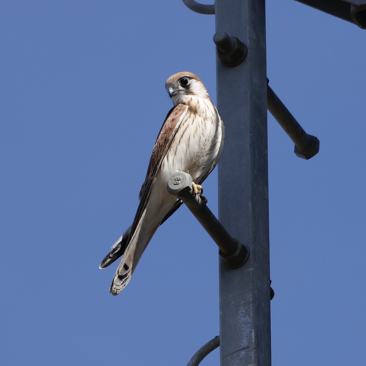Nankeen Kestrel - ML646884031