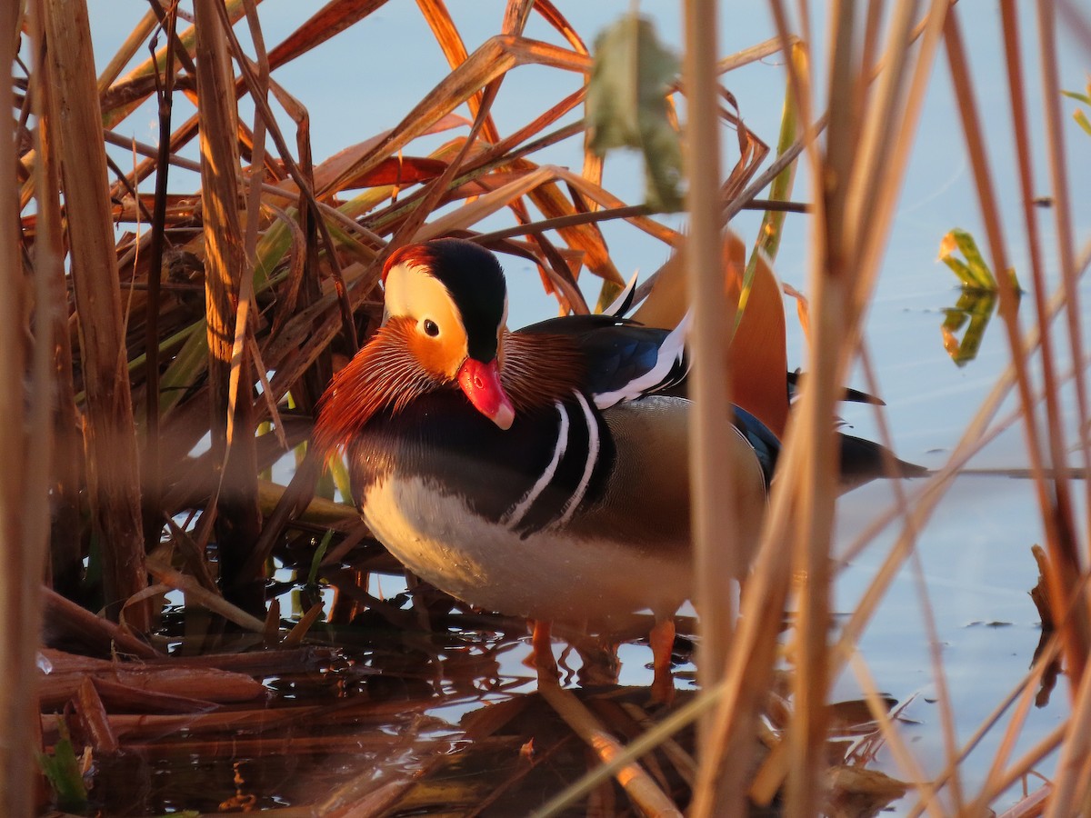 Mandarin Duck - ML646884032