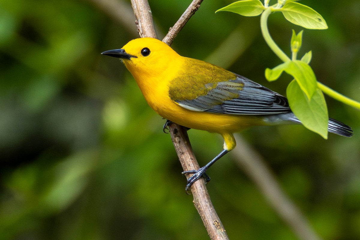 lesňáček zlatý - ML646884033