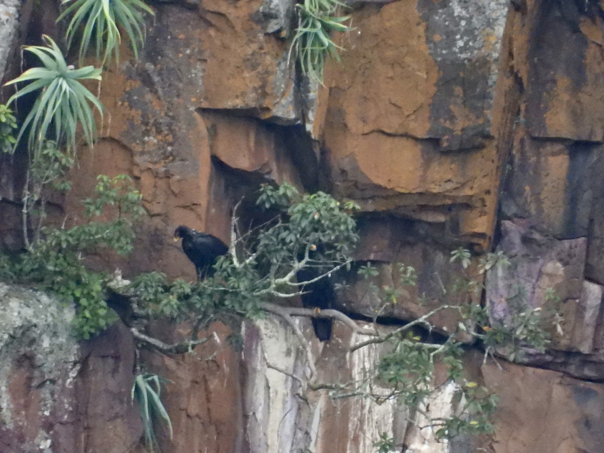 orel damaní - ML646884034