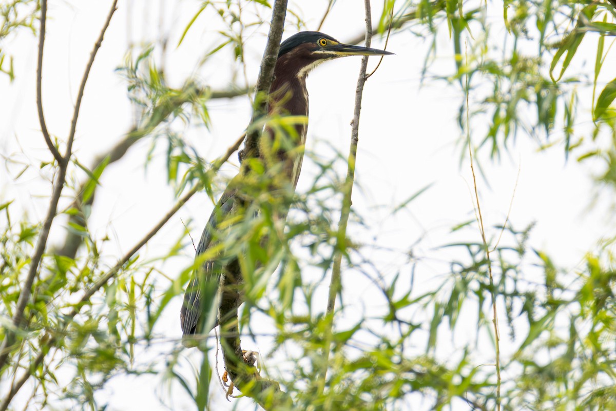 Green Heron - ML646884036