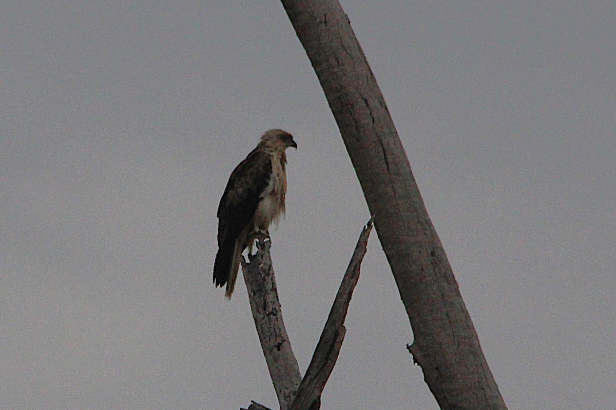 Whistling Kite - ML646884041