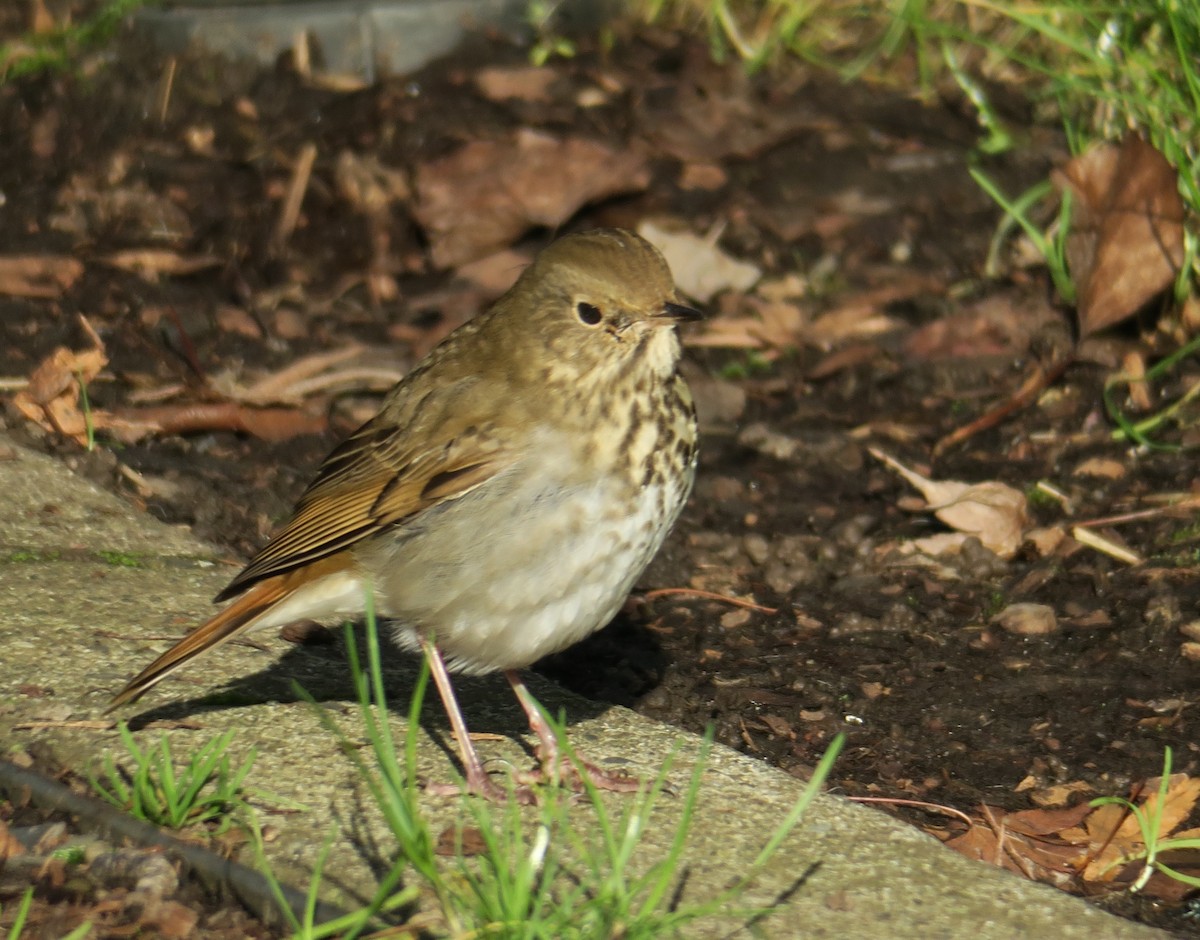 Hermit Thrush - ML646884046