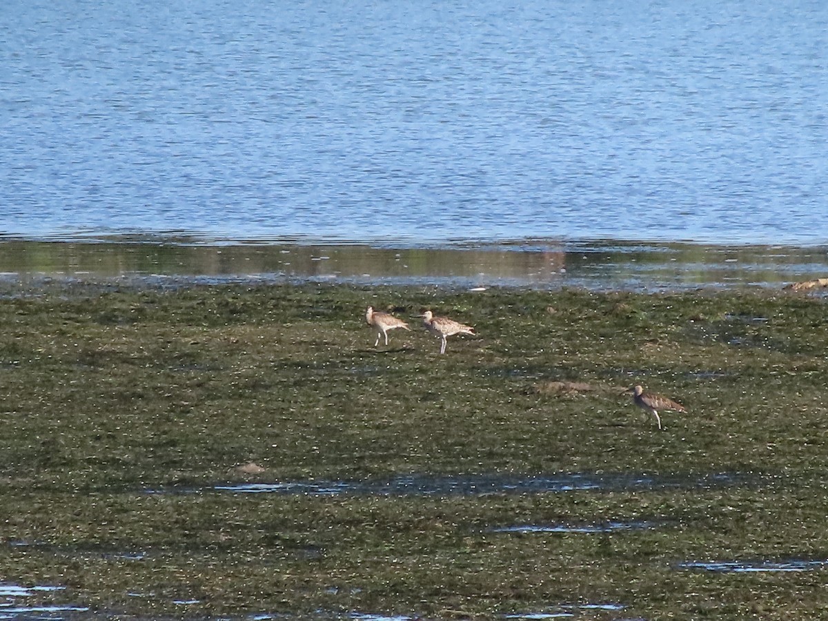 koliha malá - ML646884051