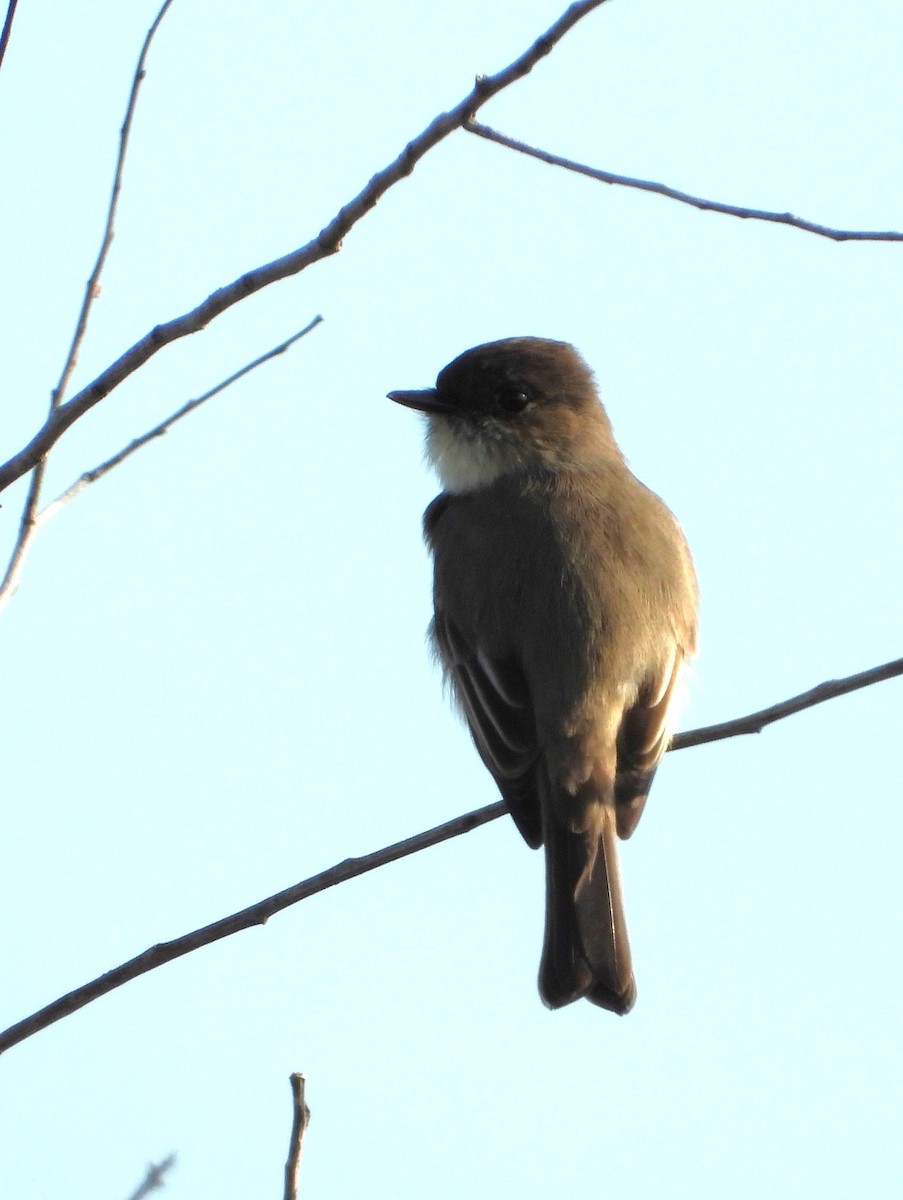 Moucherolle phébi - ML646884055