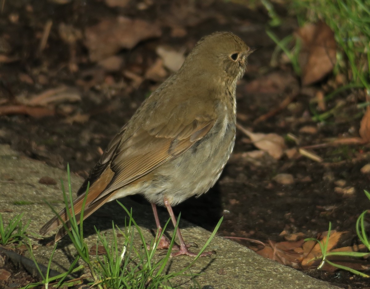 Hermit Thrush - ML646884058