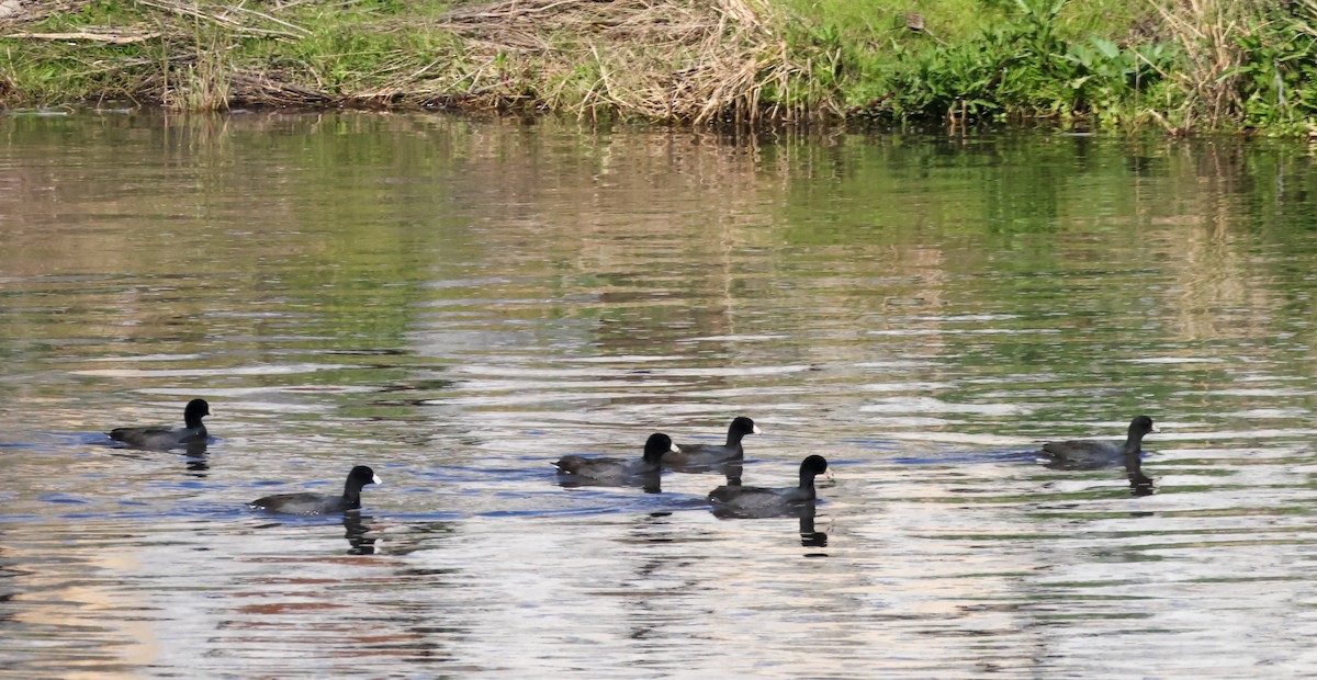 Лиска американська - ML646884060