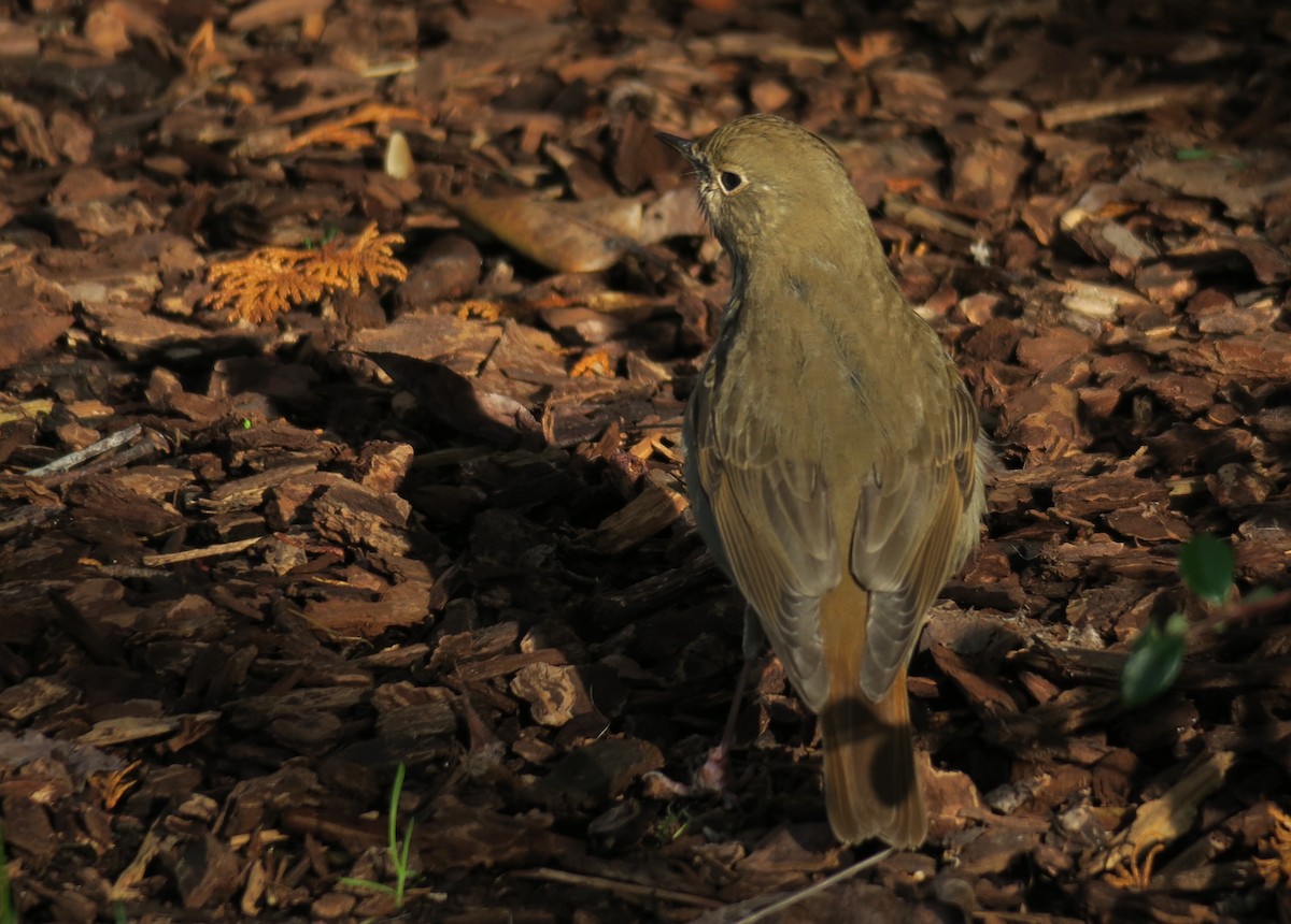 Hermit Thrush - ML646884061