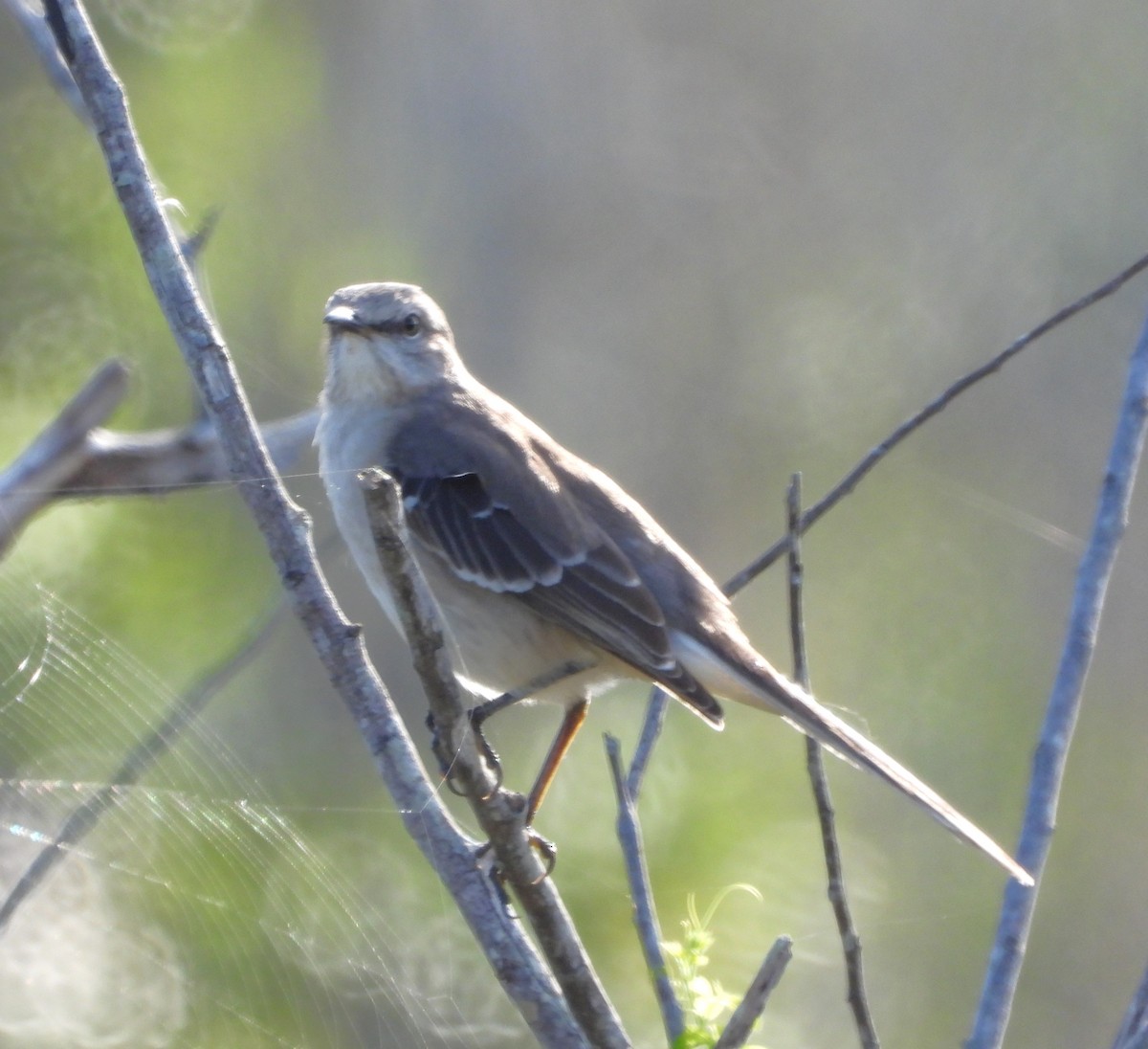 Moqueur polyglotte - ML646884067