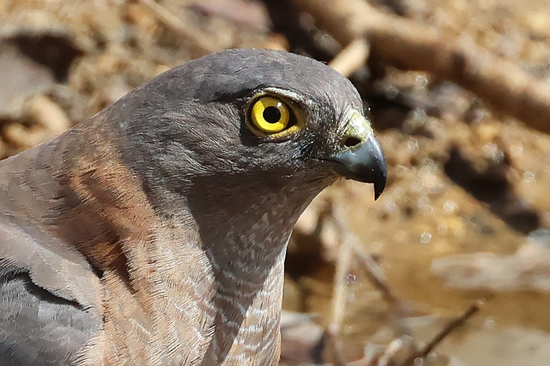 Ошейниковый перепелятник - ML646884069