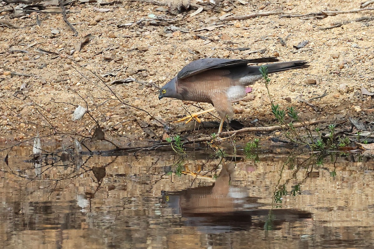Ошейниковый перепелятник - ML646884070