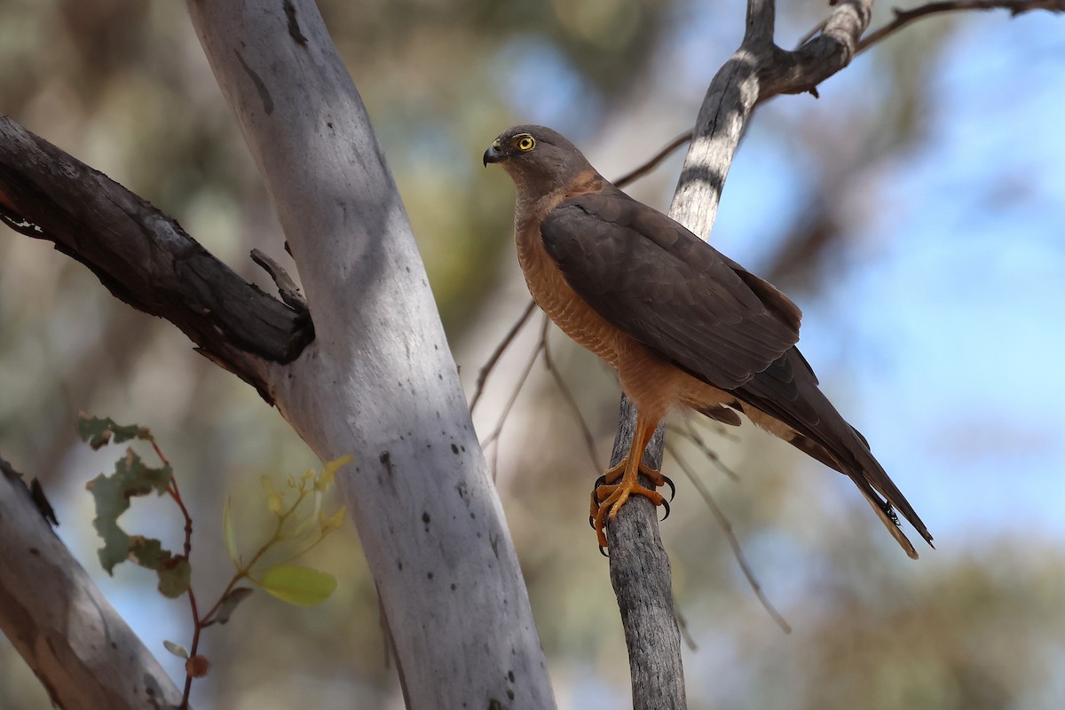 Ошейниковый перепелятник - ML646884071