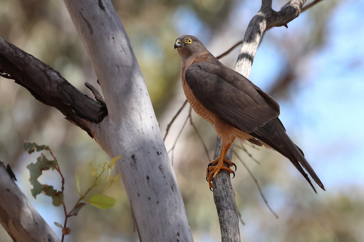 Ошейниковый перепелятник - ML646884072