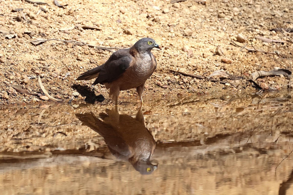 Ошейниковый перепелятник - ML646884073