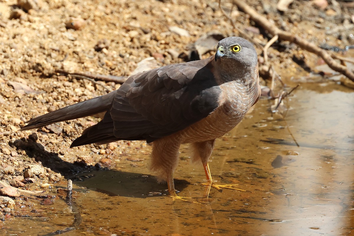 Ошейниковый перепелятник - ML646884074