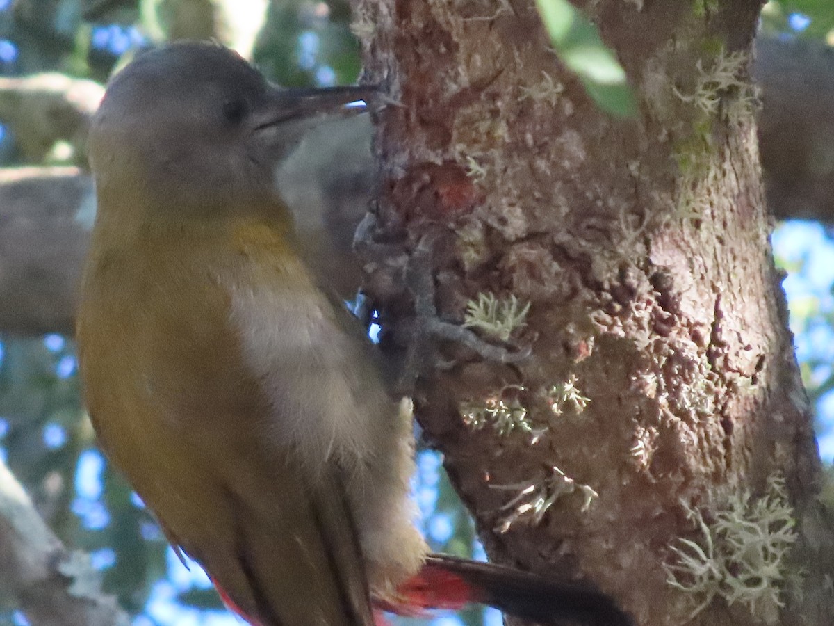 datel šedohlavý - ML646884075