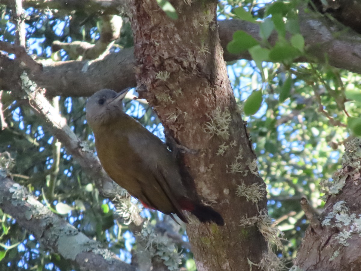 datel šedohlavý - ML646884076