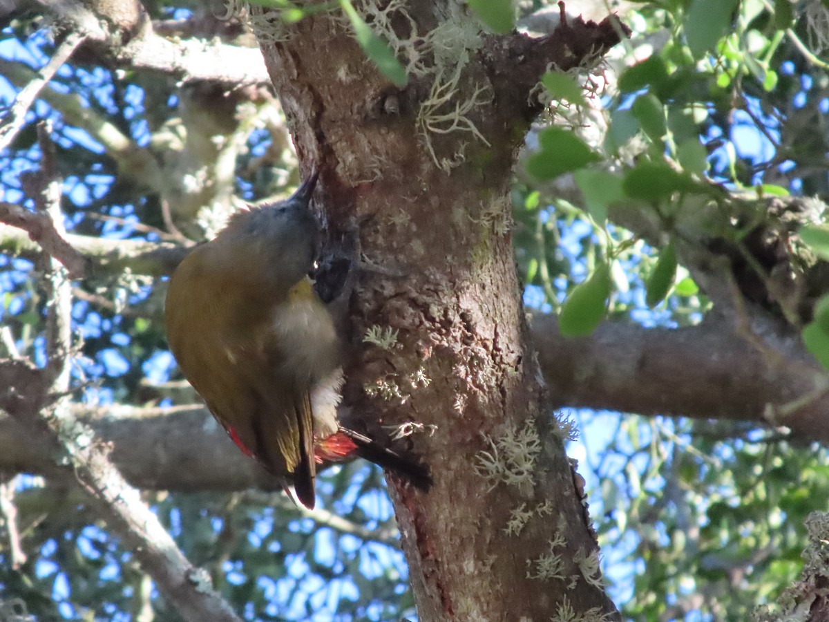 datel šedohlavý - ML646884077