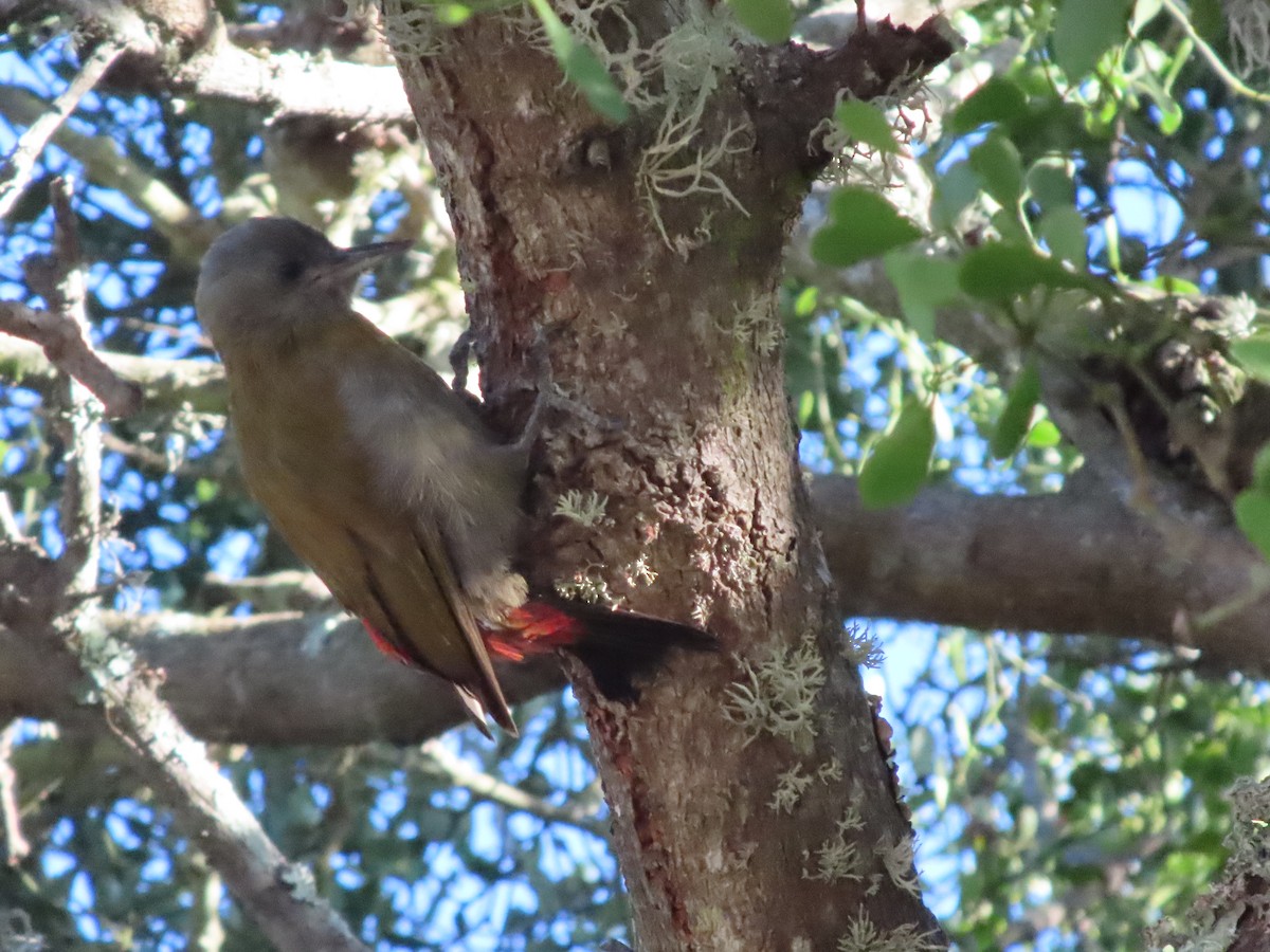 datel šedohlavý - ML646884078