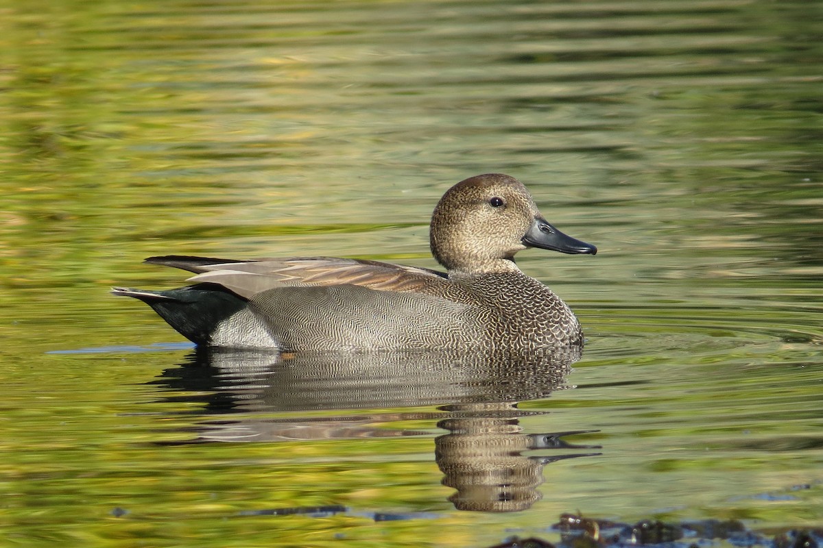 ברווז אפור - ML646884099