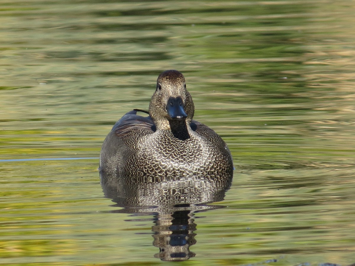 ברווז אפור - ML646884100