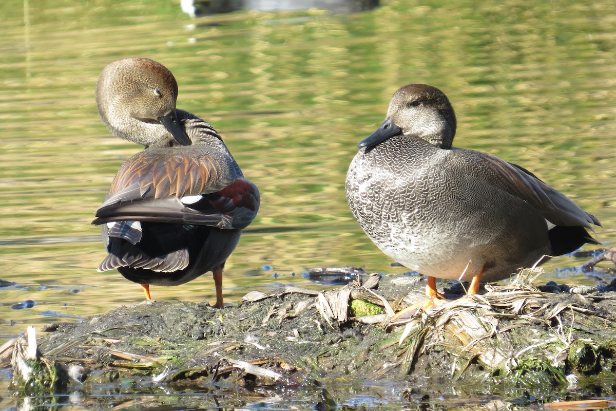 ברווז אפור - ML646884101