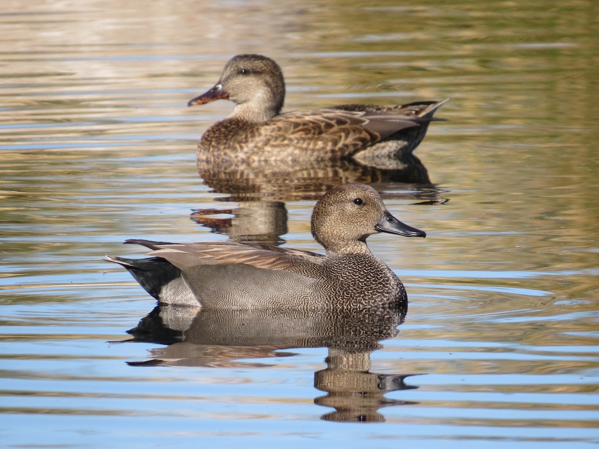 ברווז אפור - ML646884102