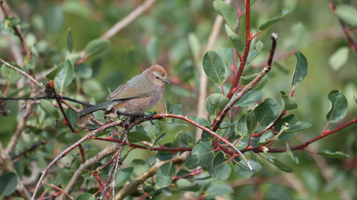 White-browed Tit-Warbler - ML646884103