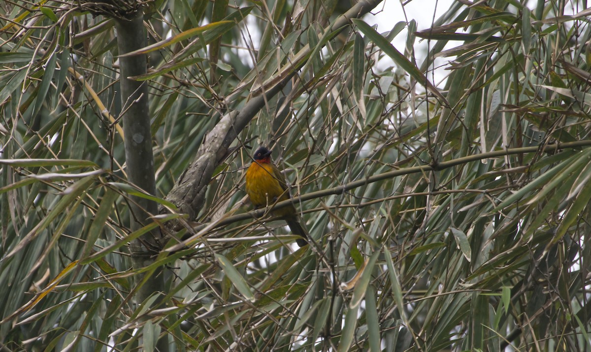 Ruby-throated Bulbul - ML646884104