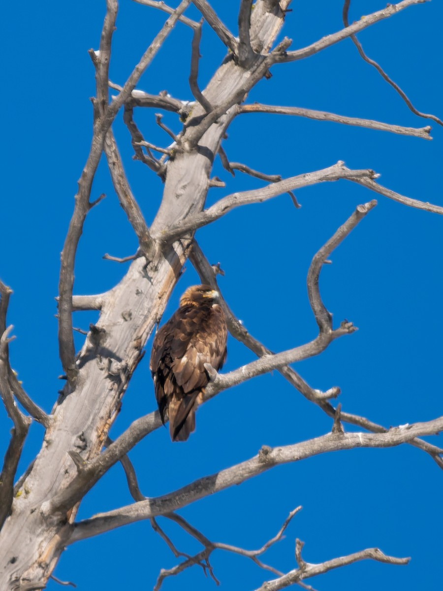 Golden Eagle - ML646884105