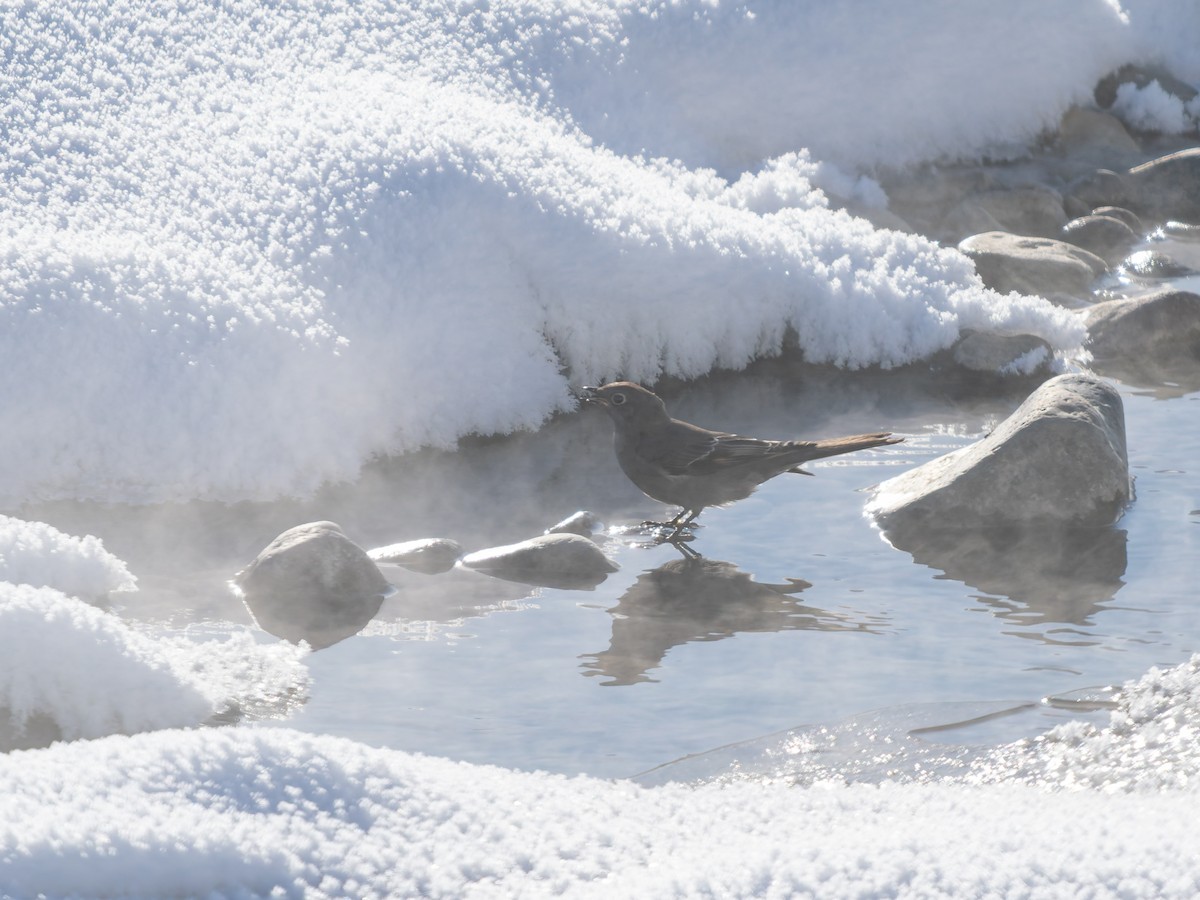 Townsend's Solitaire - ML646884107