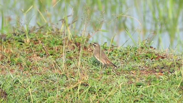 Bluethroat - ML646884132