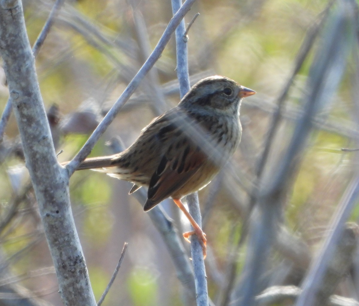 Болотная зонотрихия - ML646884134