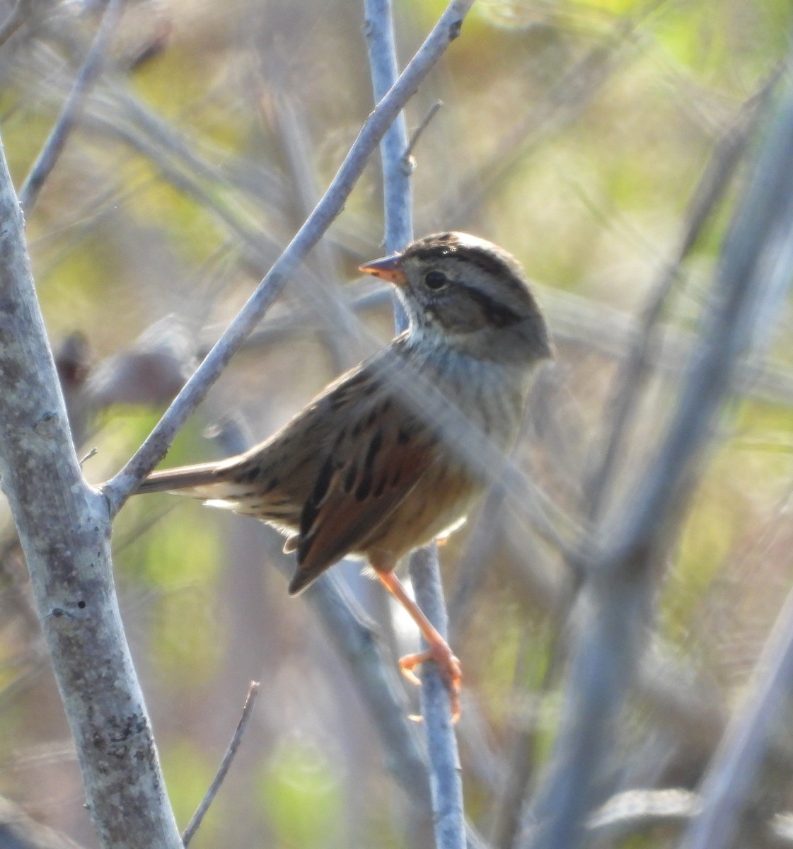 Болотная зонотрихия - ML646884136