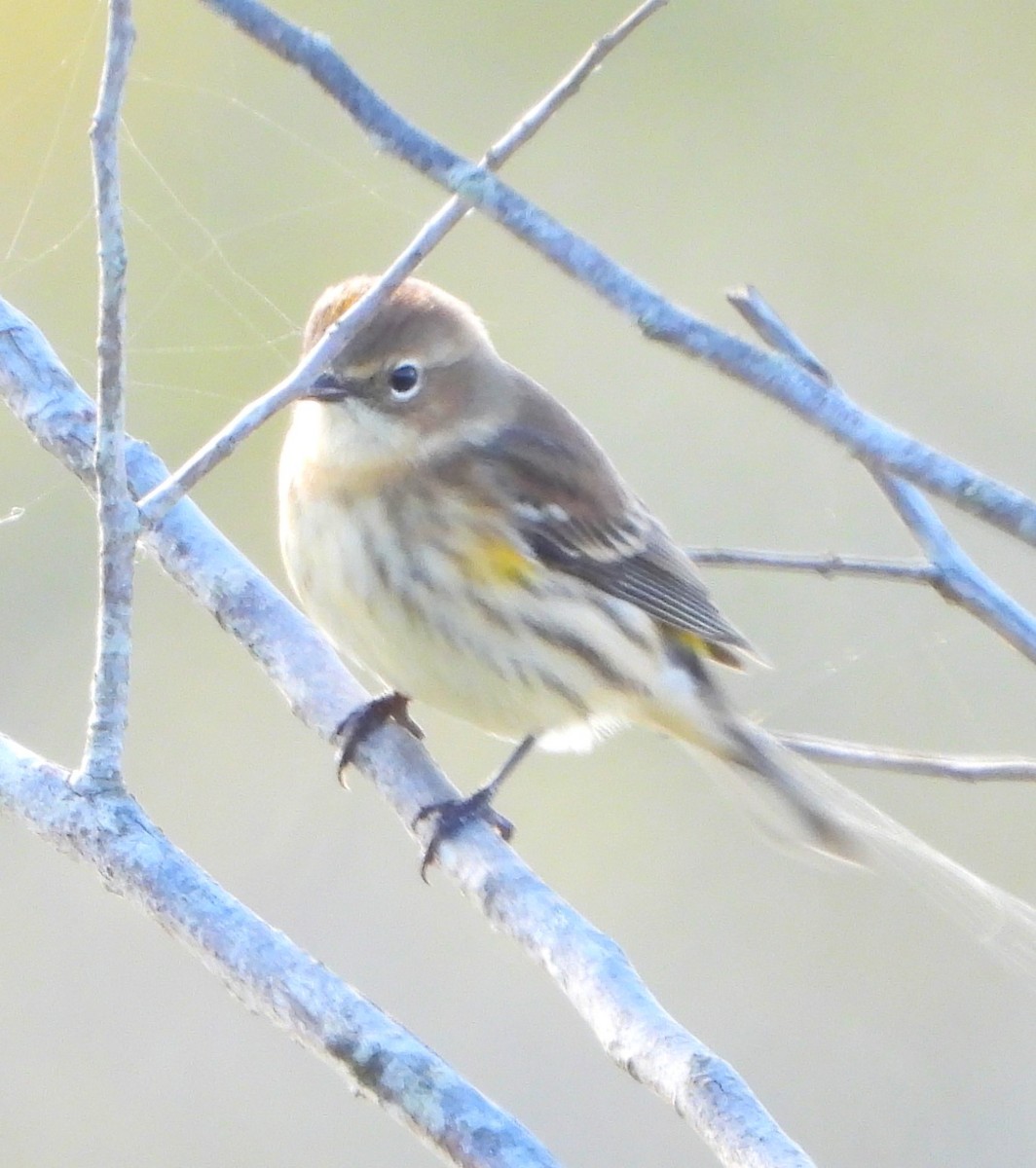 Paruline à croupion jaune - ML646884137