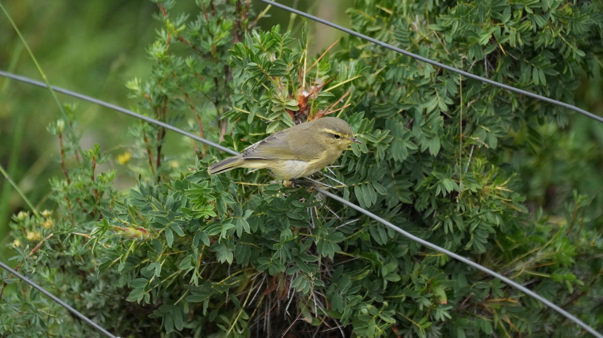 Tickell Çıvgını - ML646884138